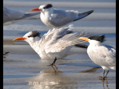 Royal Terns