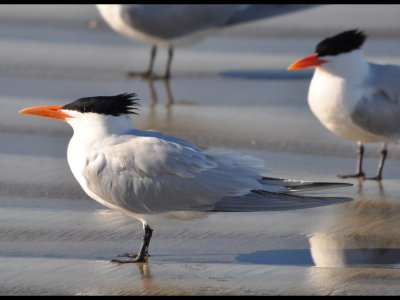 Royal Terns