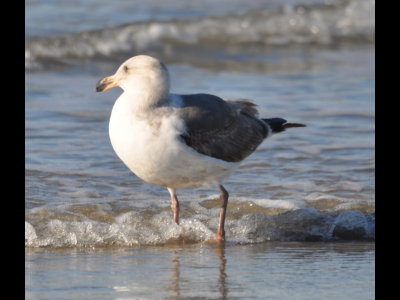 2nd winter Western Gull