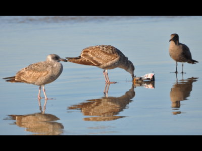1st winter California Gull, 1st winter Western Gull and 2nd winter Heerman's Gull
Oceanside, CA