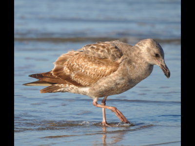 1st winter Western Gull