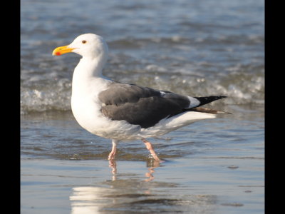 Adult Western Gull