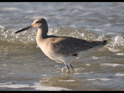 Willet