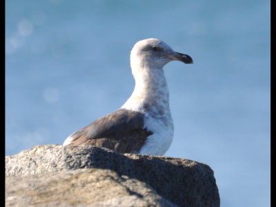 2nd winter Western Gull