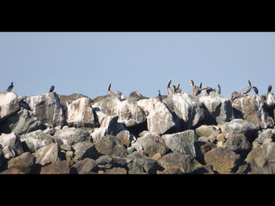 Cormorants and Brown Pelicans
on the outer jetty at Oceanside, CA