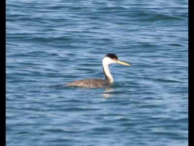 Western Grebe
in the harbor, Oceanside, CA