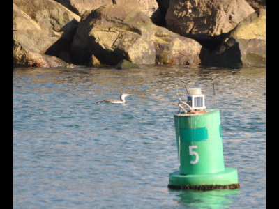 Common Loon
Oceanside, CA