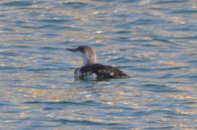 Common Loon