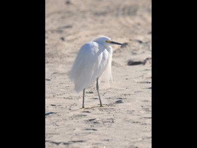 Snowy Egret
on the beach at Oceanside, CA
