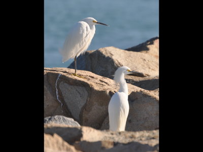 Snowy Egrets