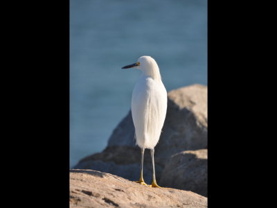 Snowy Egret