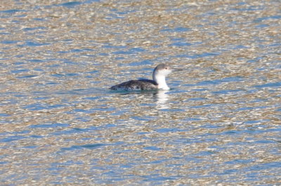 Common Loon