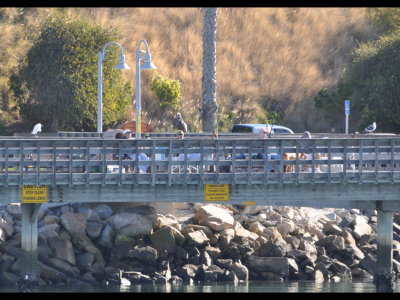 Snowy Egret, Brown Pelican and California Gull
among the people on the fishing pier at Oceanside, CA