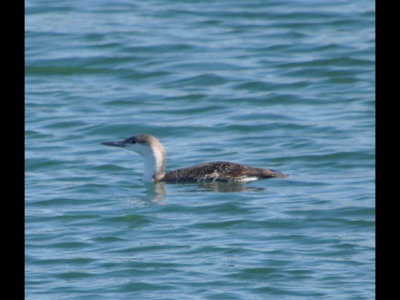 Common Loon