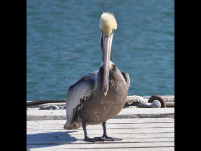 Brown Pelican