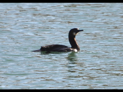 Brandt's Cormorant
Oceanside, CA