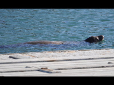 Harbor Seal
Oceanside, cA