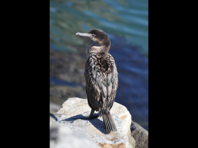 Juvenile Brandt's Cormorant
