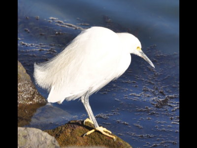 Snowy Egret