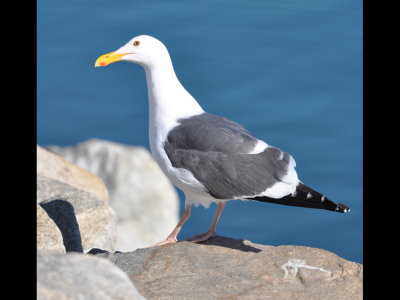 Adult Western Gull