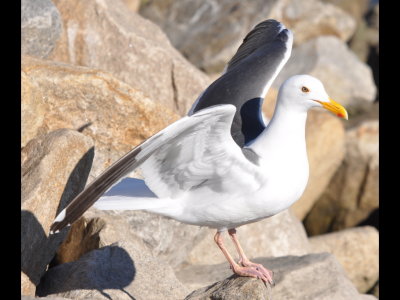 Adult Western Gull
