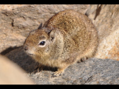 Ground squirrel