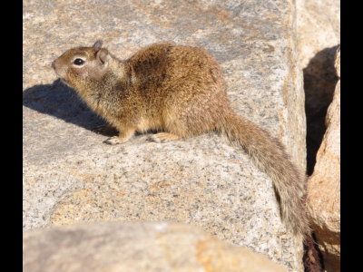 Ground squirrel