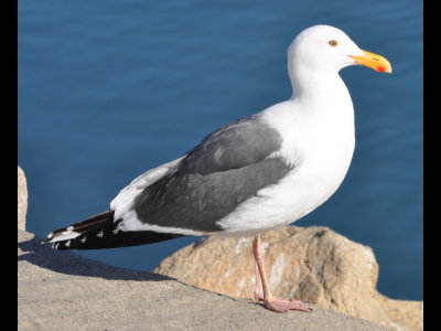 Western Gull