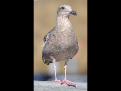 1st winter Western Gull