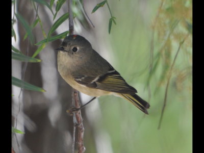 Ruby-crowned Kinglet
Buddy Todd Park, Oceanside, CA