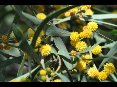 Yellow flowers