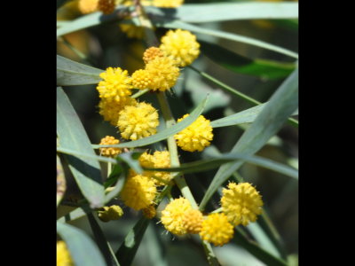 Yellow flowers
