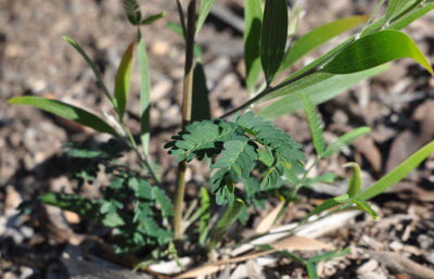 Leaves of plant