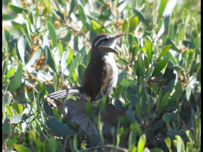 Bewick's Wren
in a hedge at Buddy Todd Park, CA