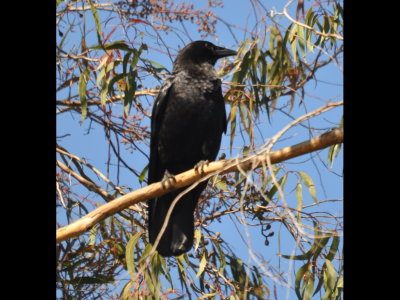 American Crow