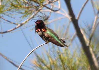 Costa's Hummingbird
Guajome Regional Park, Oceanside, CA