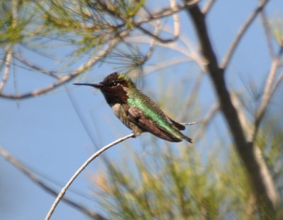 Costa's Hummingbird