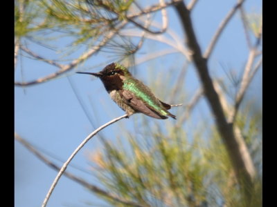 Costa's Hummingbird