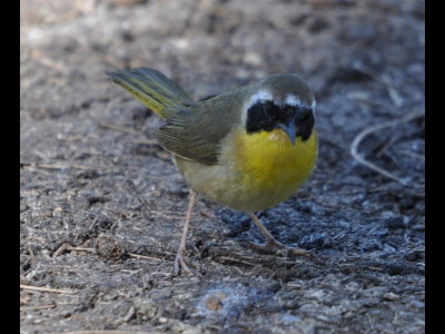 Common Yellowthroat