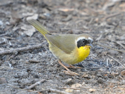 Common Yellowthroat