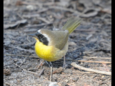 Common Yellowthroat