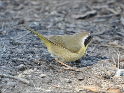 Common Yellowthroat