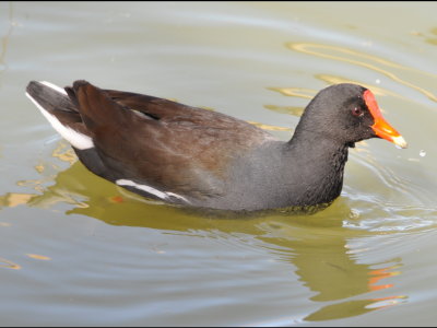 Common Gallinule