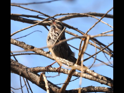 Song Sparrow