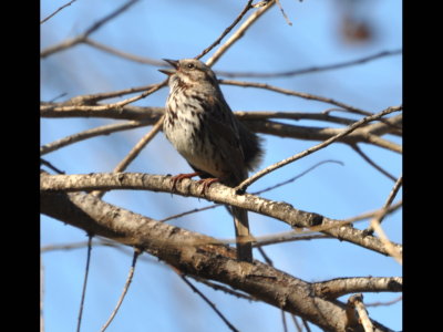 Song Sparrow
