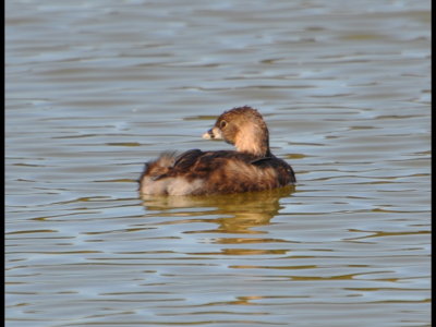 Pied-billed Grebe