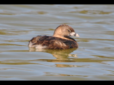 Pied-billed Grebe