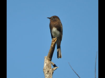 Black Phoebe