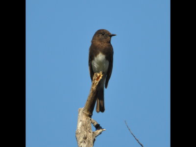 Black Phoebe