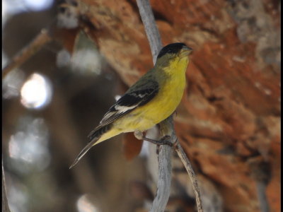 Lesser Goldfinch